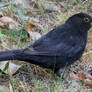 WISE BLACKBIRD