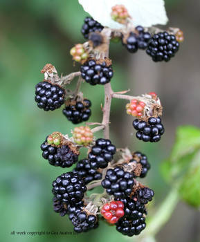 BLACKBERRIES