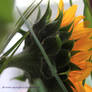 Autumn Sunflower