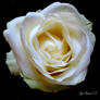 single white rose