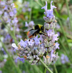 Bilberry bumblebee (Bombus monticola).