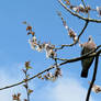 wood pigeon