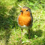 Robin on mown grass