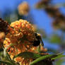 Bee with very blue sky