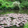 lily pond lake