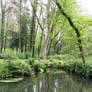 Wooded Lake reflection Tapeley Park. North Devon