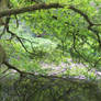 LEAVES AND LAKE