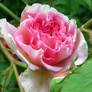 Pink rose