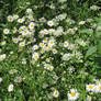 daisies and elderflower