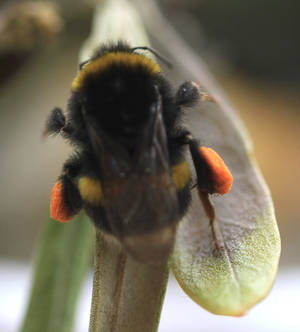 Bee with Pollen Pellets