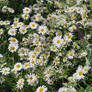 daisies stock