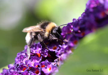 Bee on buddleia