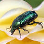 Scarab beetle on Yellow rose