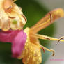 Macroscopic photo of Honeysuckle with pollen