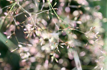 Wild Grass in my garden