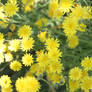 Yellow flowers stock