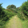 Country lane ..Northam. North Devon