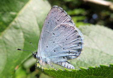 Holly Blue. Northam North Devon