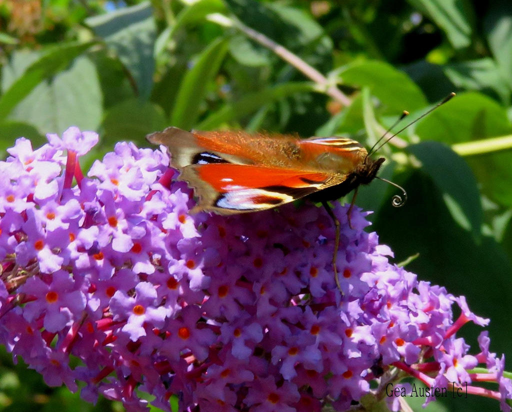 Peacock Butterfly on Buddleia sipping Nectar by GeaAusten on DeviantArt