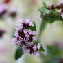 OREGANO FLOWERS