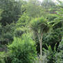 Lovely Trees ..North Devon Biosphere