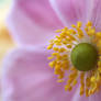 Anemone Japonica autumn