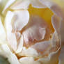 Pale yellow rose