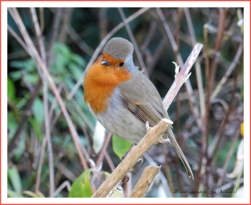 Robin Thinking Robin Thinking by GeaAusten on DeviantArt