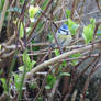 Bluetit today