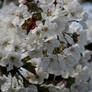 Under Cherry BLossom