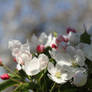 Apple Blossom and Buds
