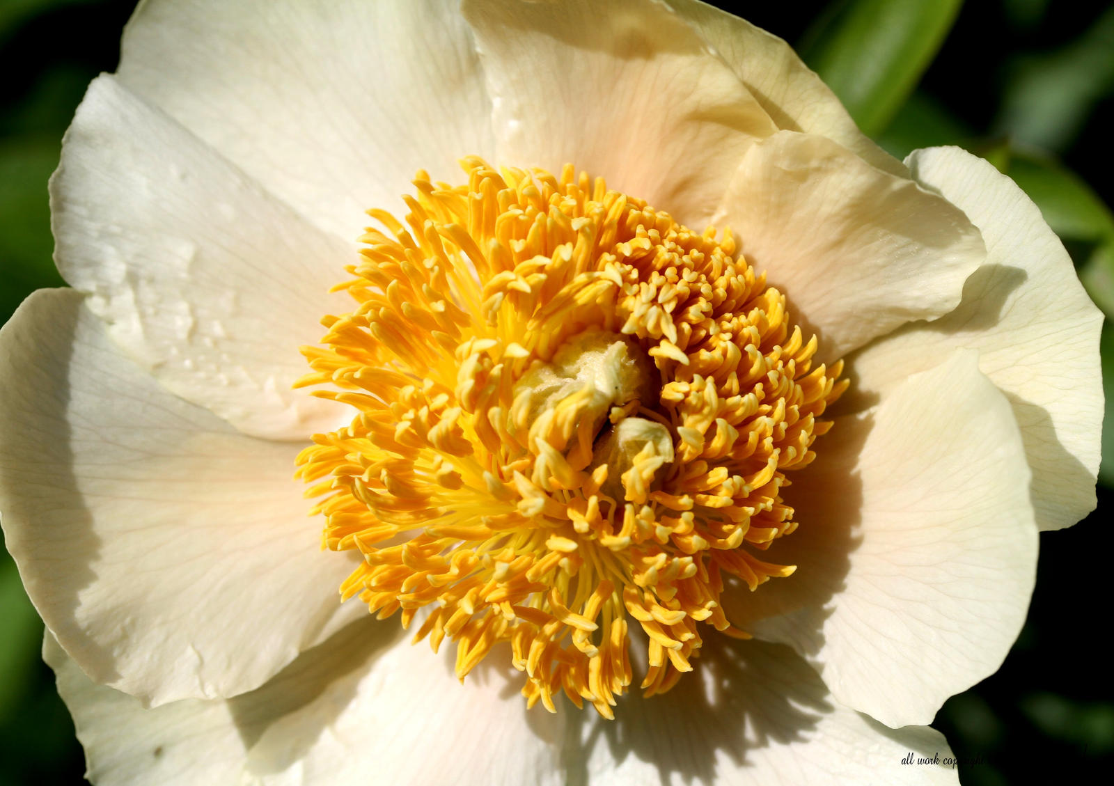 Yellow Peony Claire De Lune By Geaausten On Deviantart Yellow Peony Claire De Lune By Geaausten On Deviantart