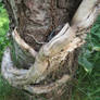 Undulating  Cherry tree Bark