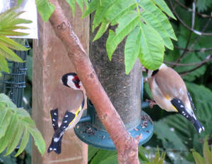 Goldfinches in the greenery.Unesco Biosphere