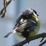 Ruffled Blue Tit