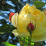 Yellow rose with buds and spiders