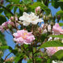 Pink Roses.Blue Sky