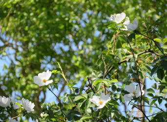 Briar rose in dappled light