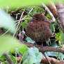 Baby Blackbird Hiding