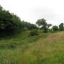 Meadow Grass .North Devon