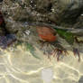 Rock Pools Westward Ho !