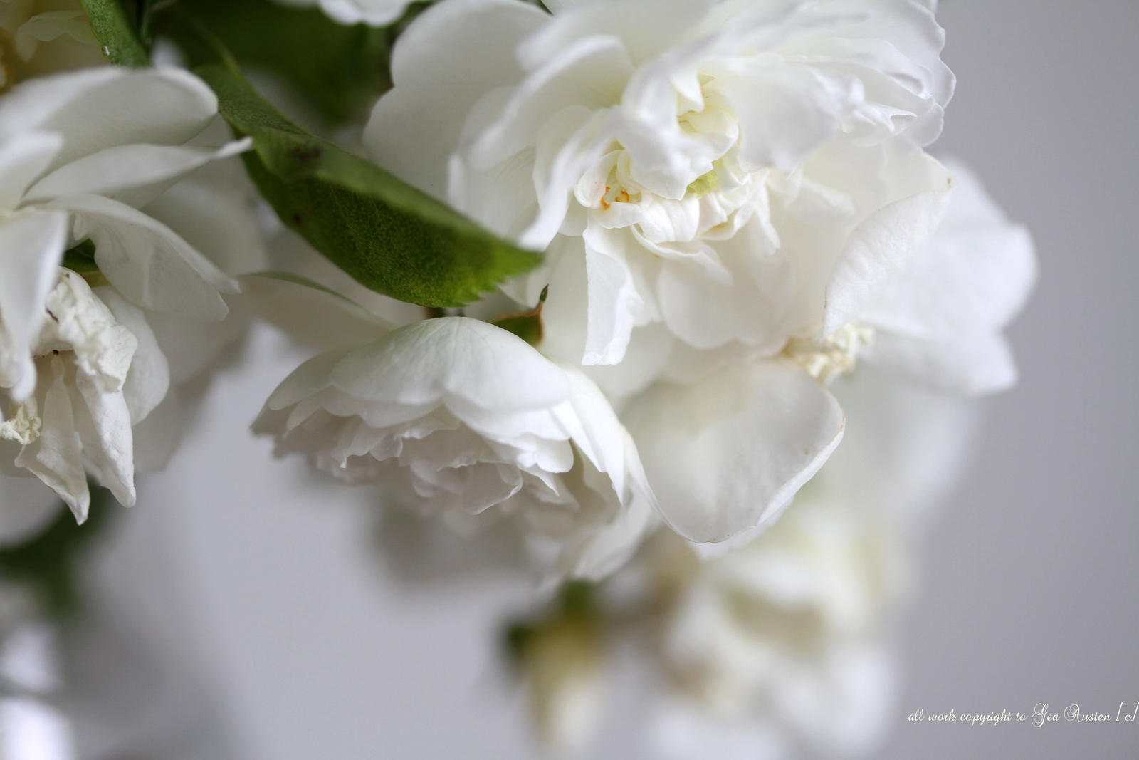 Falling white roses by GeaAusten on DeviantArt