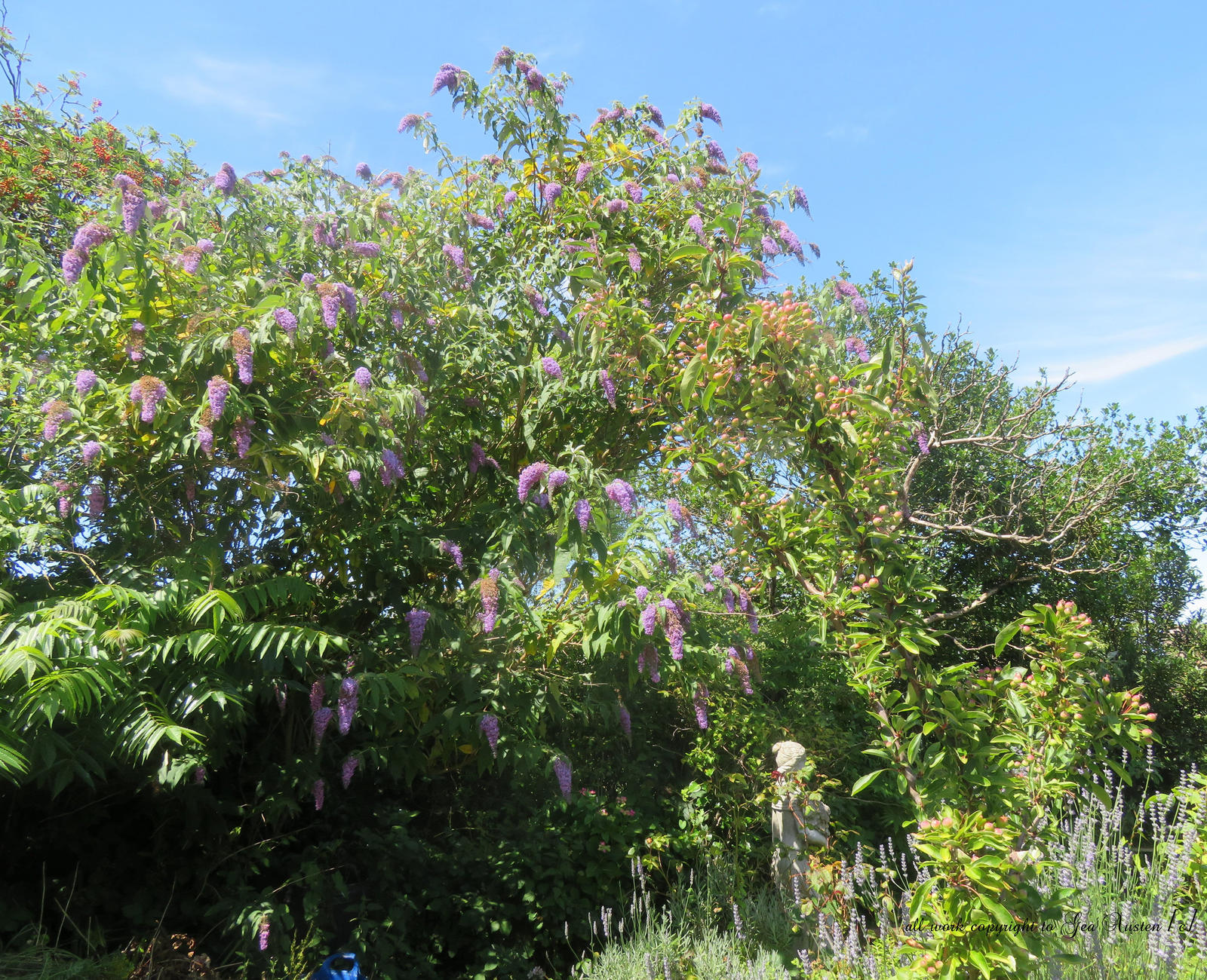 Large Raspberry Buddleia Large Buddleia by GeaAusten on DeviantArt