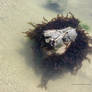 Seaweed Rock .Westward Ho!