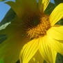 Sunflower and Blue sky