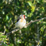 Goldfinch on Sorbus