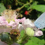 Holly BLue on Brambles