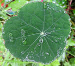 Twinkling Nasturtium Leaf