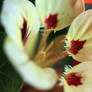 Nasturtium. cream , macro