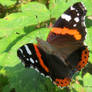 Red Admiral 20.8.20